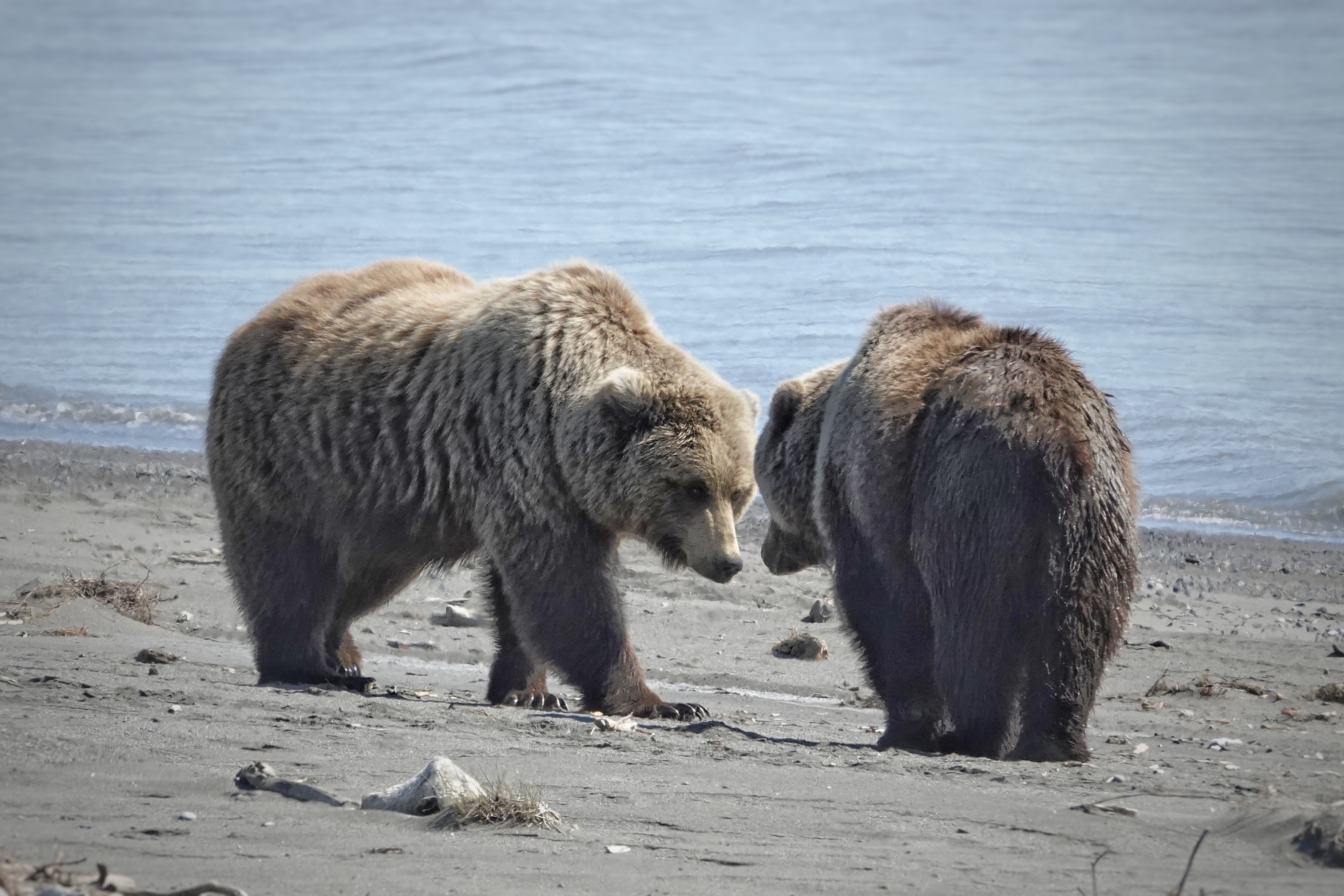 Deux grizzlys sur la plage de Lake Clark